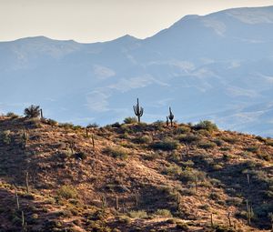 Preview wallpaper cacti, prairie, hills, mountains, rocks