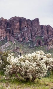 Preview wallpaper cacti, rocks, landscape, nature