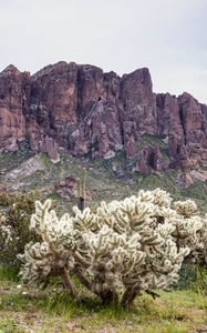 Preview wallpaper cacti, rocks, landscape, nature