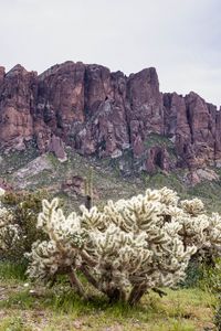 Preview wallpaper cacti, rocks, landscape, nature
