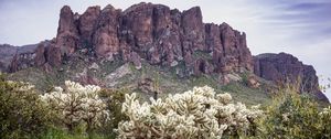 Preview wallpaper cacti, rocks, landscape, nature