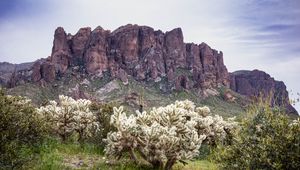 Preview wallpaper cacti, rocks, landscape, nature