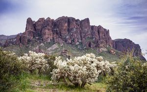 Preview wallpaper cacti, rocks, landscape, nature