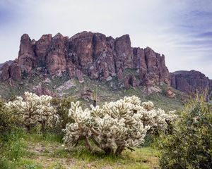 Preview wallpaper cacti, rocks, landscape, nature