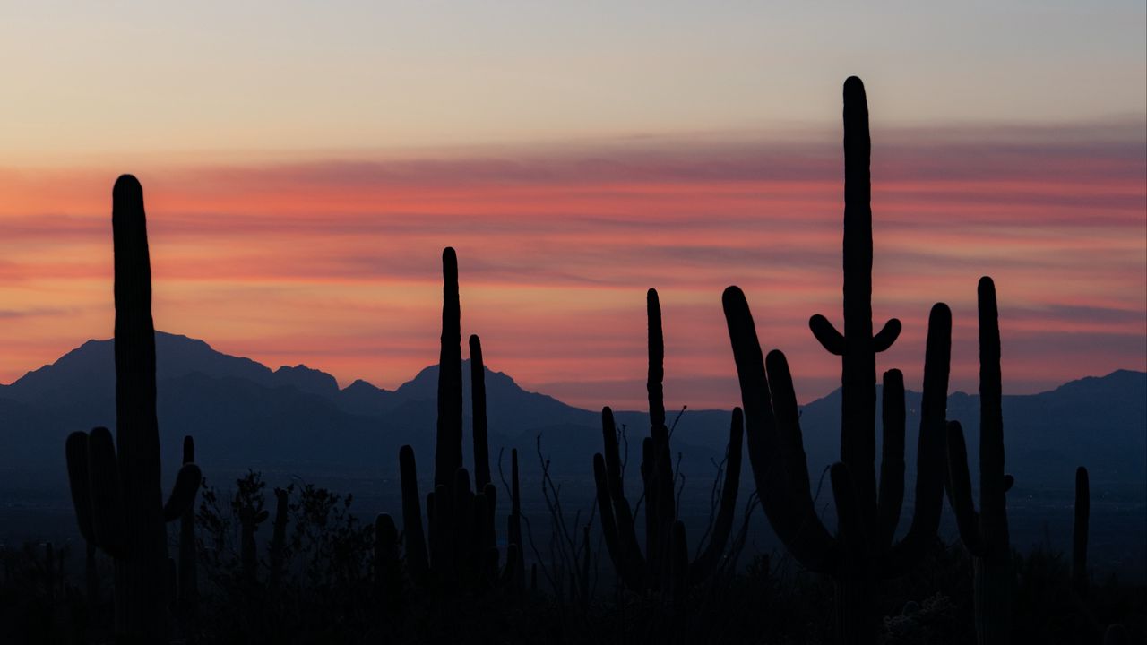 Wallpaper cacti, silhouettes, mountains, dusk