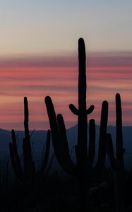 Preview wallpaper cacti, silhouettes, mountains, dusk