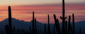 Preview wallpaper cacti, silhouettes, mountains, dusk