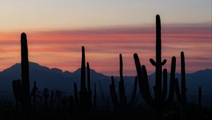 Preview wallpaper cacti, silhouettes, mountains, dusk