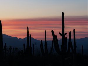 Preview wallpaper cacti, silhouettes, mountains, dusk