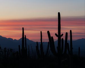 Preview wallpaper cacti, silhouettes, mountains, dusk