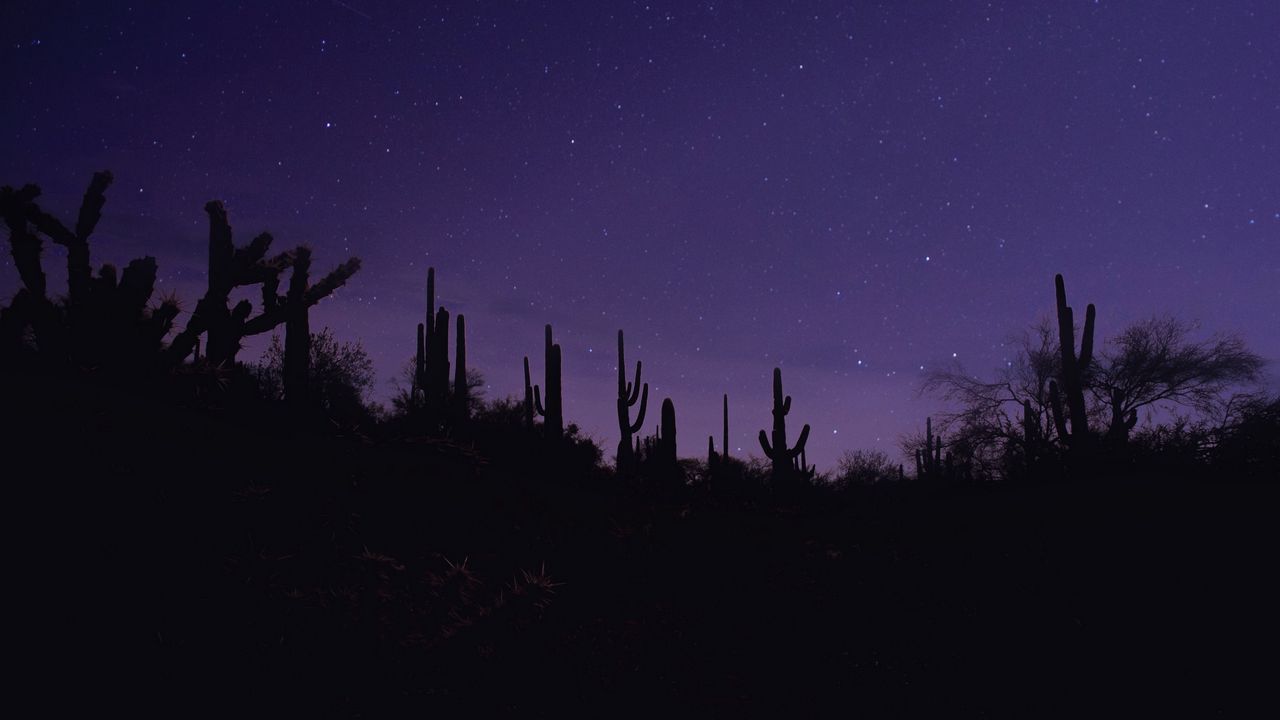 Wallpaper cacti, silhouettes, night, dark, purple