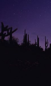 Preview wallpaper cacti, silhouettes, night, dark, purple