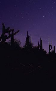 Preview wallpaper cacti, silhouettes, night, dark, purple