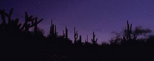 Preview wallpaper cacti, silhouettes, night, dark, purple