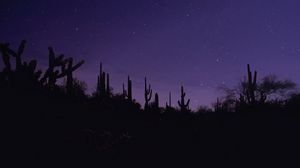 Preview wallpaper cacti, silhouettes, night, dark, purple