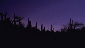 Preview wallpaper cacti, silhouettes, night, dark, purple