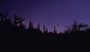 Preview wallpaper cacti, silhouettes, night, dark, purple