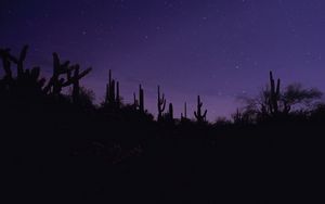 Preview wallpaper cacti, silhouettes, night, dark, purple