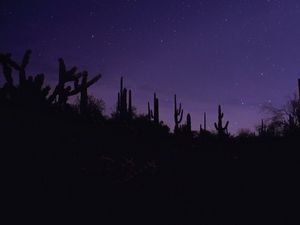 Preview wallpaper cacti, silhouettes, night, dark, purple