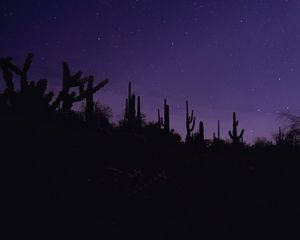 Preview wallpaper cacti, silhouettes, night, dark, purple