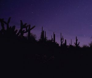 Preview wallpaper cacti, silhouettes, night, dark, purple