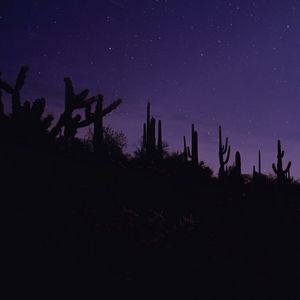 Preview wallpaper cacti, silhouettes, night, dark, purple