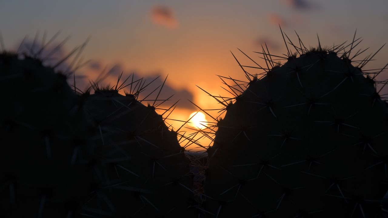 Wallpaper cacti, silhouettes, sun, sunset, dark