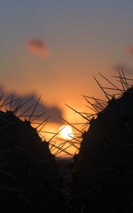 Preview wallpaper cacti, silhouettes, sun, sunset, dark