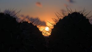 Preview wallpaper cacti, silhouettes, sun, sunset, dark