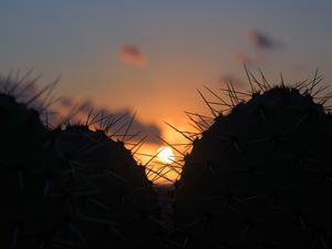 Preview wallpaper cacti, silhouettes, sun, sunset, dark