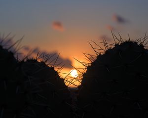 Preview wallpaper cacti, silhouettes, sun, sunset, dark