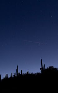 Preview wallpaper cacti, slope, night, silhouettes, starry sky