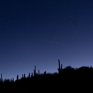 Preview wallpaper cacti, slope, night, silhouettes, starry sky