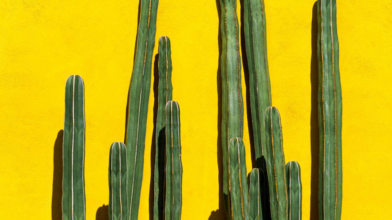 Wallpaper cacti, spines, plant, yellow hd, picture, image
