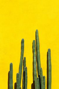 Preview wallpaper cacti, spines, plant, yellow