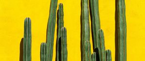 Preview wallpaper cacti, spines, plant, yellow