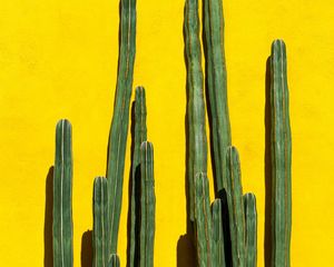 Preview wallpaper cacti, spines, plant, yellow