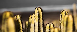 Preview wallpaper cacti, succulent, plant, decorative, spiny