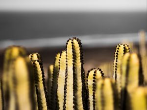 Preview wallpaper cacti, succulent, plant, decorative, spiny