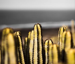 Preview wallpaper cacti, succulent, plant, decorative, spiny