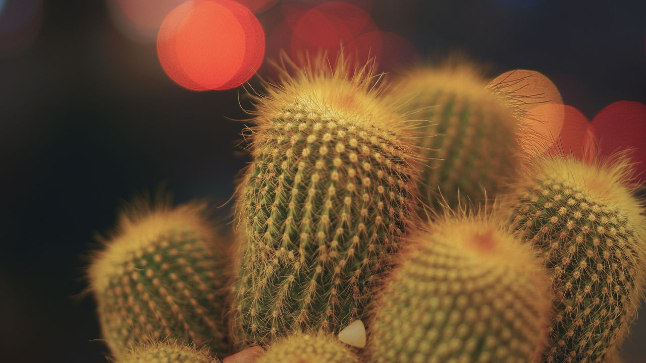 Wallpaper cacti, succulents, prickly, indoor plant, glare, bokeh