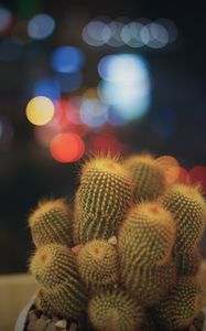 Preview wallpaper cacti, succulents, prickly, indoor plant, glare, bokeh