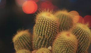 Preview wallpaper cacti, succulents, prickly, indoor plant, glare, bokeh