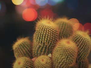 Preview wallpaper cacti, succulents, prickly, indoor plant, glare, bokeh