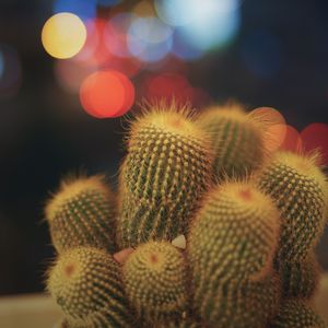 Preview wallpaper cacti, succulents, prickly, indoor plant, glare, bokeh