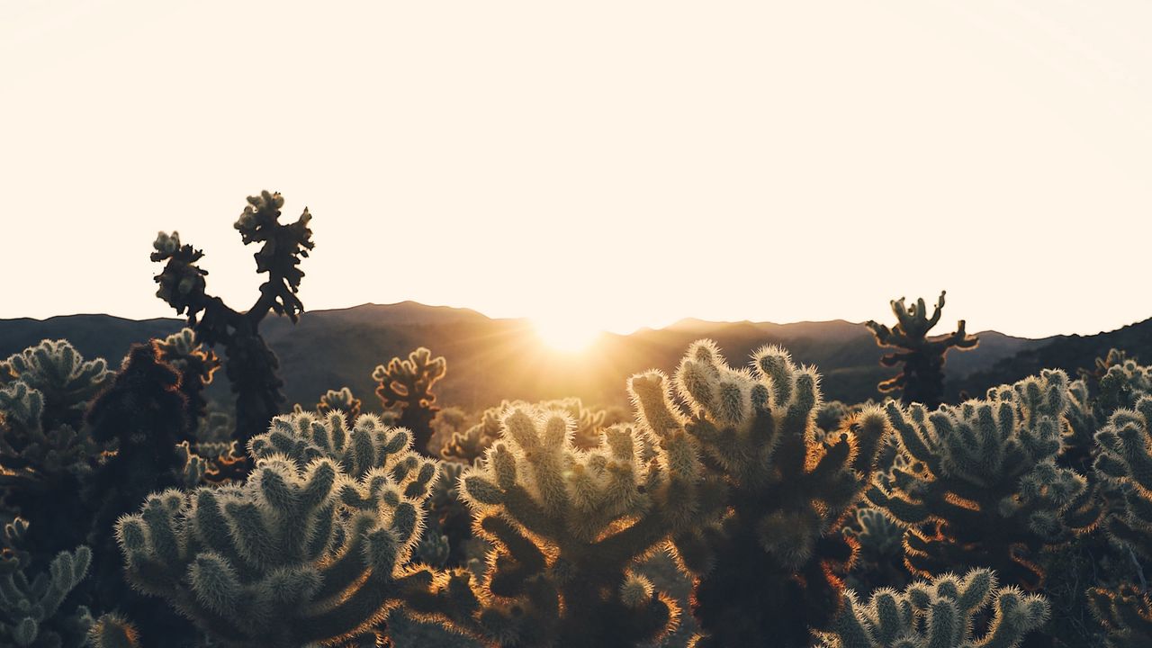 Wallpaper cacti, sun, sunlight, sunset, plants