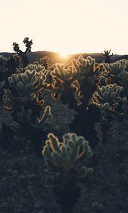 Preview wallpaper cacti, sun, sunlight, sunset, plants