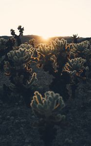 Preview wallpaper cacti, sun, sunlight, sunset, plants