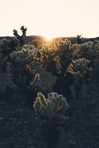Preview wallpaper cacti, sun, sunlight, sunset, plants