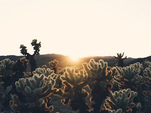 Preview wallpaper cacti, sun, sunlight, sunset, plants